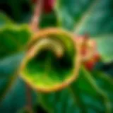 Close-up of a Christmas flower leaf showing signs of curling