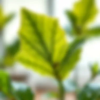 Environmental Impact on Leaf Condition Environmental factors affecting the Christmas flower's leaf condition