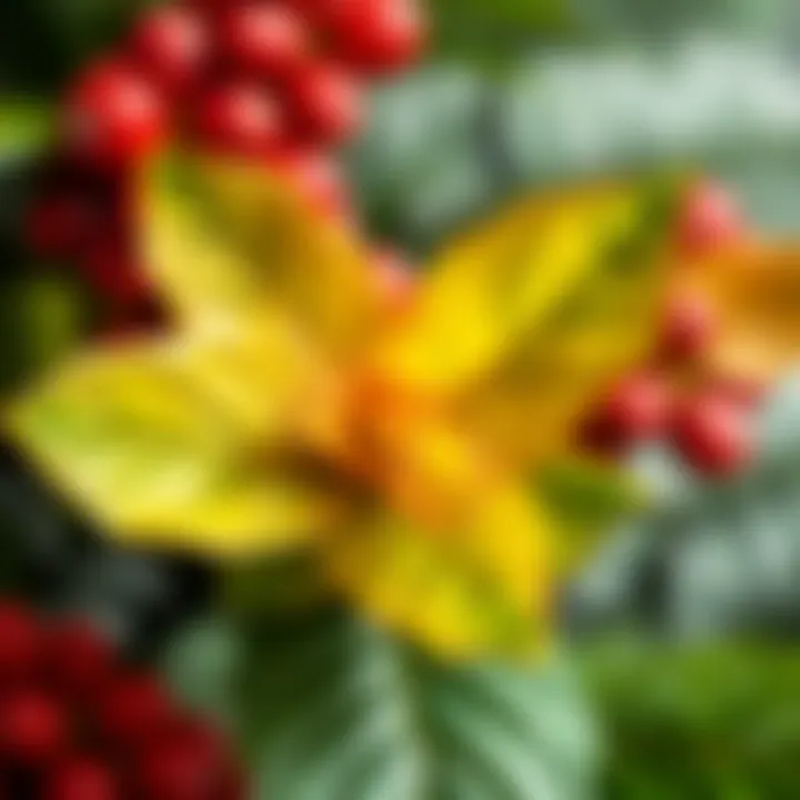 Healthy Leaves of a Christmas Flower Healthy Christmas flower leaves thriving under optimal conditions