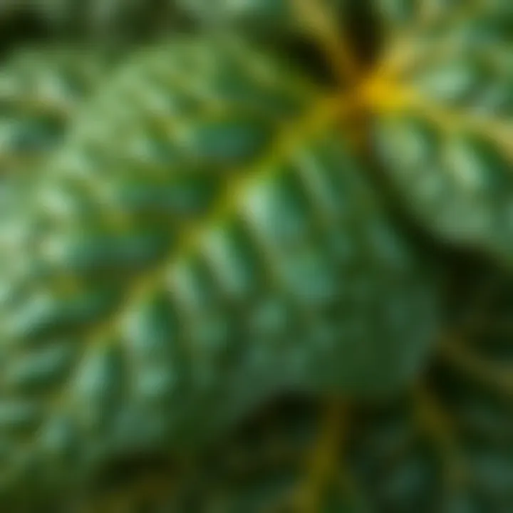Intricate Texture of Yuka Leaves Close-up of Yuka leaves showing texture and vitality