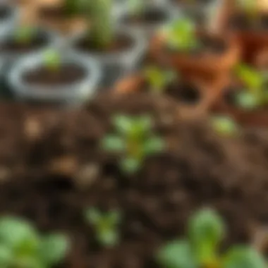 Choosing the Perfect Soil for Yuka Selection of potting soil for Yuka cultivation