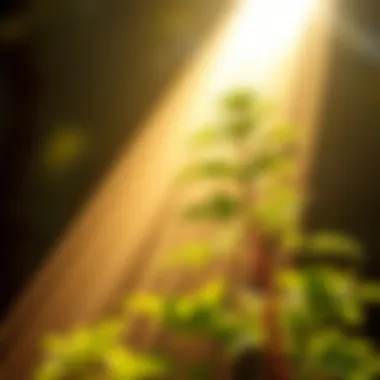 Optimal Light Conditions for Yuka Growth Sunlight streaming onto a Yuka plant